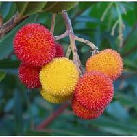 Arbousier ARBRE AUX FRAISES  20cm (3x)