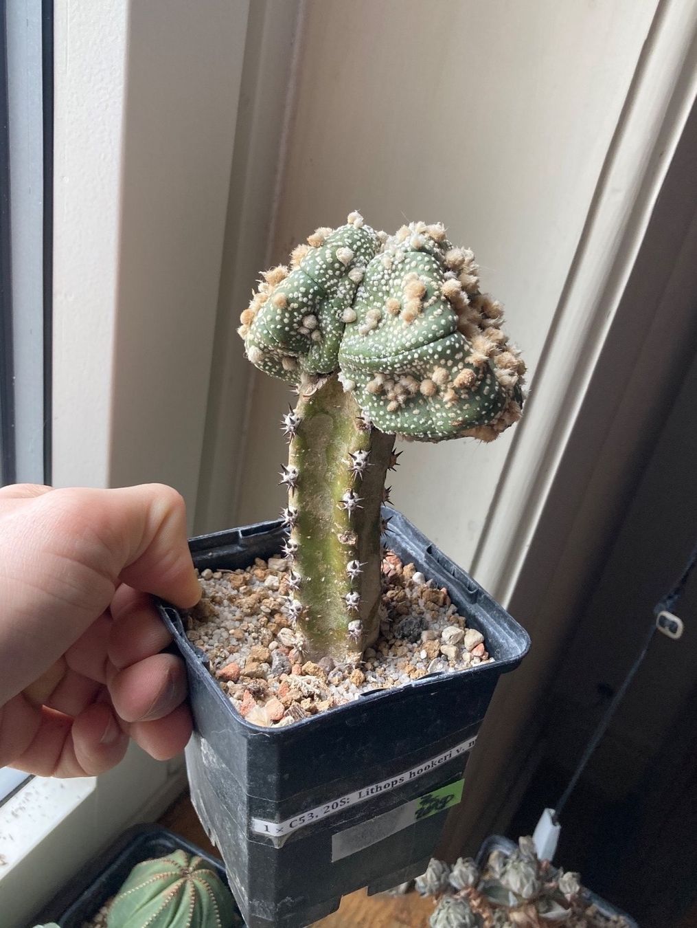 Piante & sementi: Super Astrophytum Asterias Doppelkopf – Usato da Zürich venduto da tilala17 1