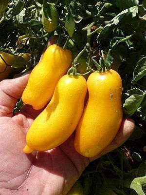 Piante & sementi: 50 Samen BANANA LEGS Tomate – Nuovo (secondo la descrizione) da Ehrendingen venduto da VerveinaSamen