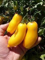 50 Samen BANANA LEGS Tomate