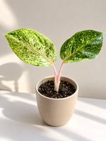 🌿 Wunderschöne Zimmerpflanze mit dekorativem Topf