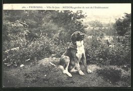 Fribourg, Villa St-Jean, Médor gardien, circulée 1908