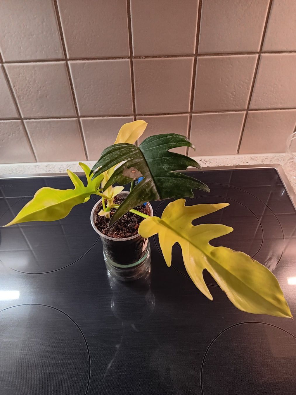 Piante & sementi: Philodendron Flotum Variegata – Usato da Neerach venduto da Pudelmax