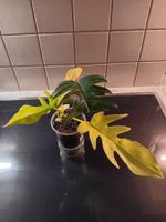Philodendron Flotum Variegata