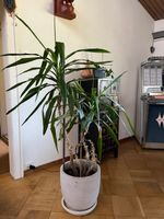 1.40 grosse YUCCA