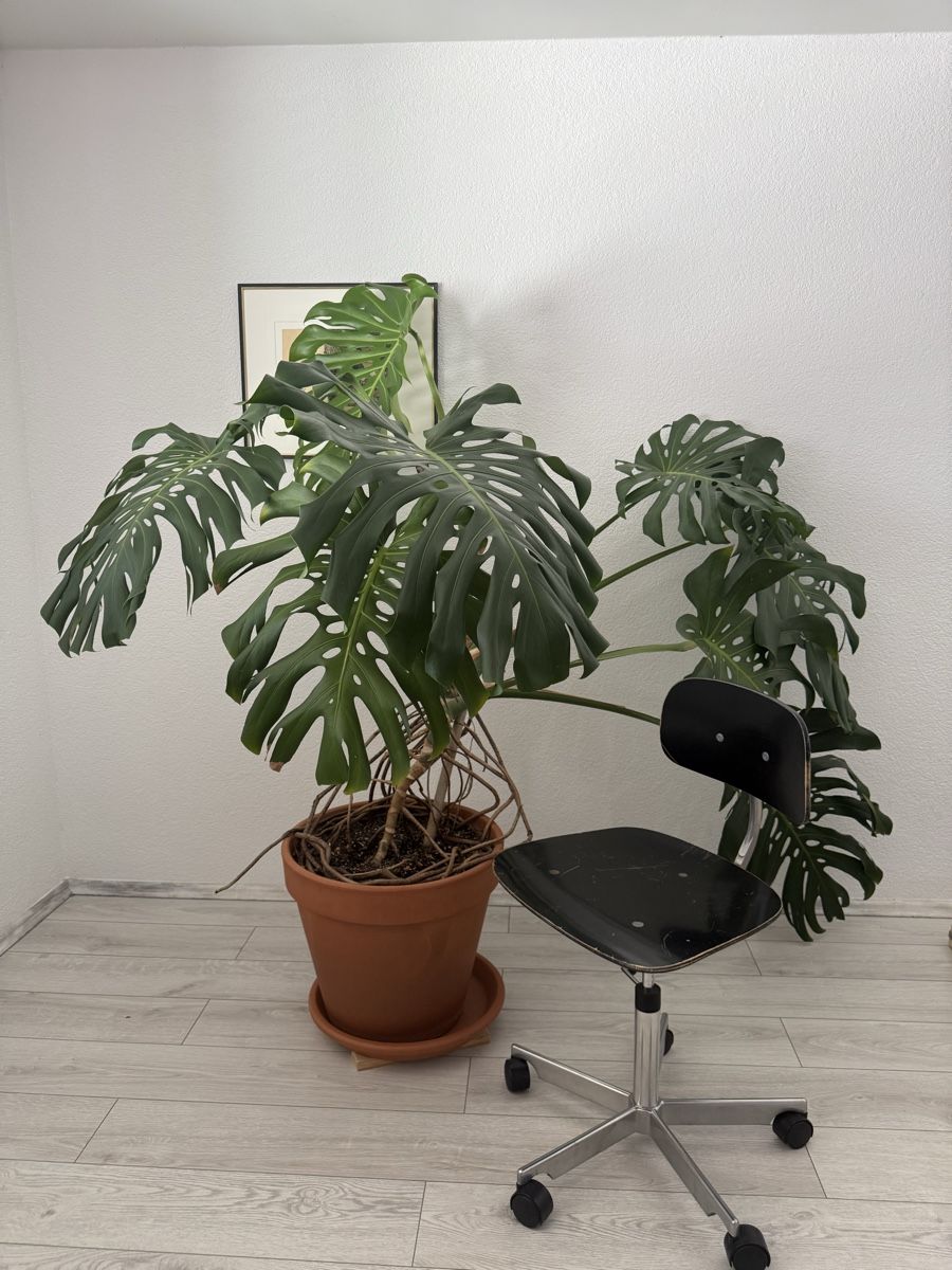 Plantes & graines: Monstera Deliciosa – D'occasion à Binningen par bob_m2qg 1