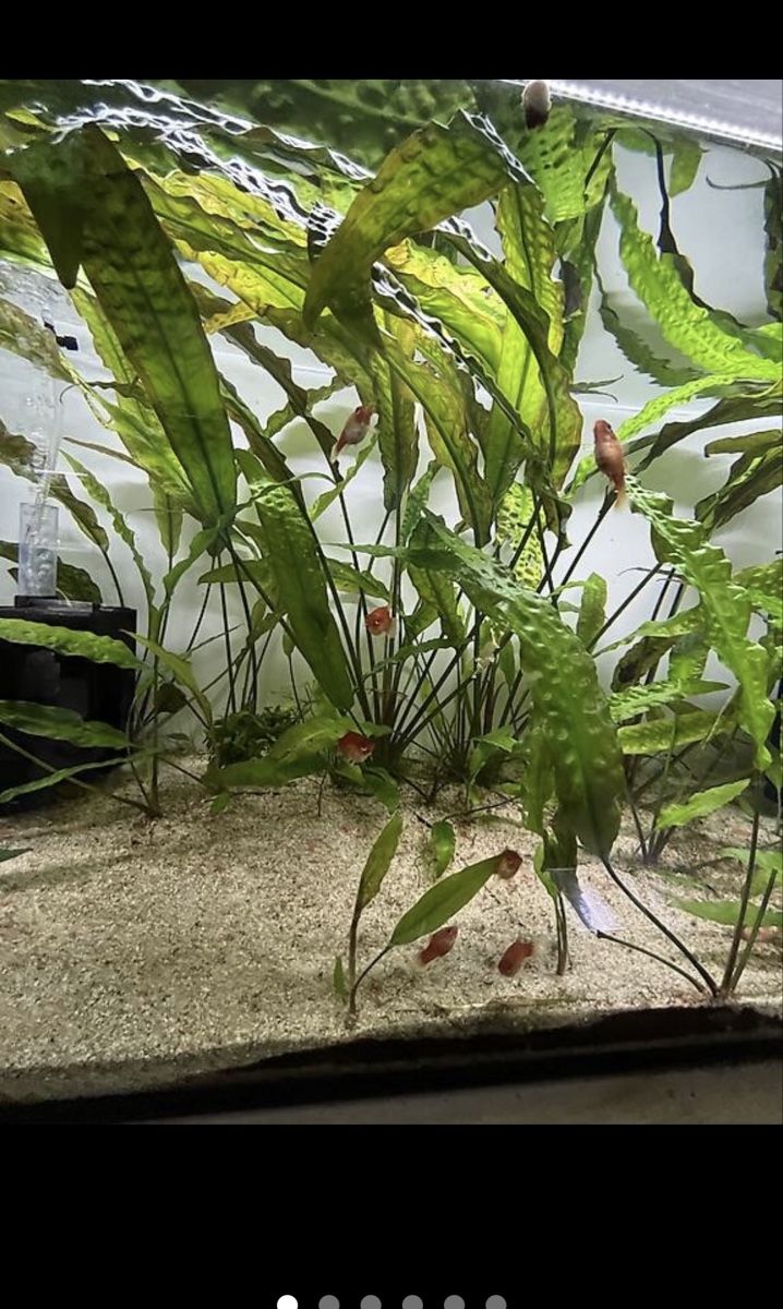 Piante & sementi: Cryptocoryne hudoroi Aquarienpflanzen – Usato da Merenschwand venduto da vin_p6jy 3