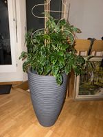Große buschige Monstera Adansonii inkl. Topf