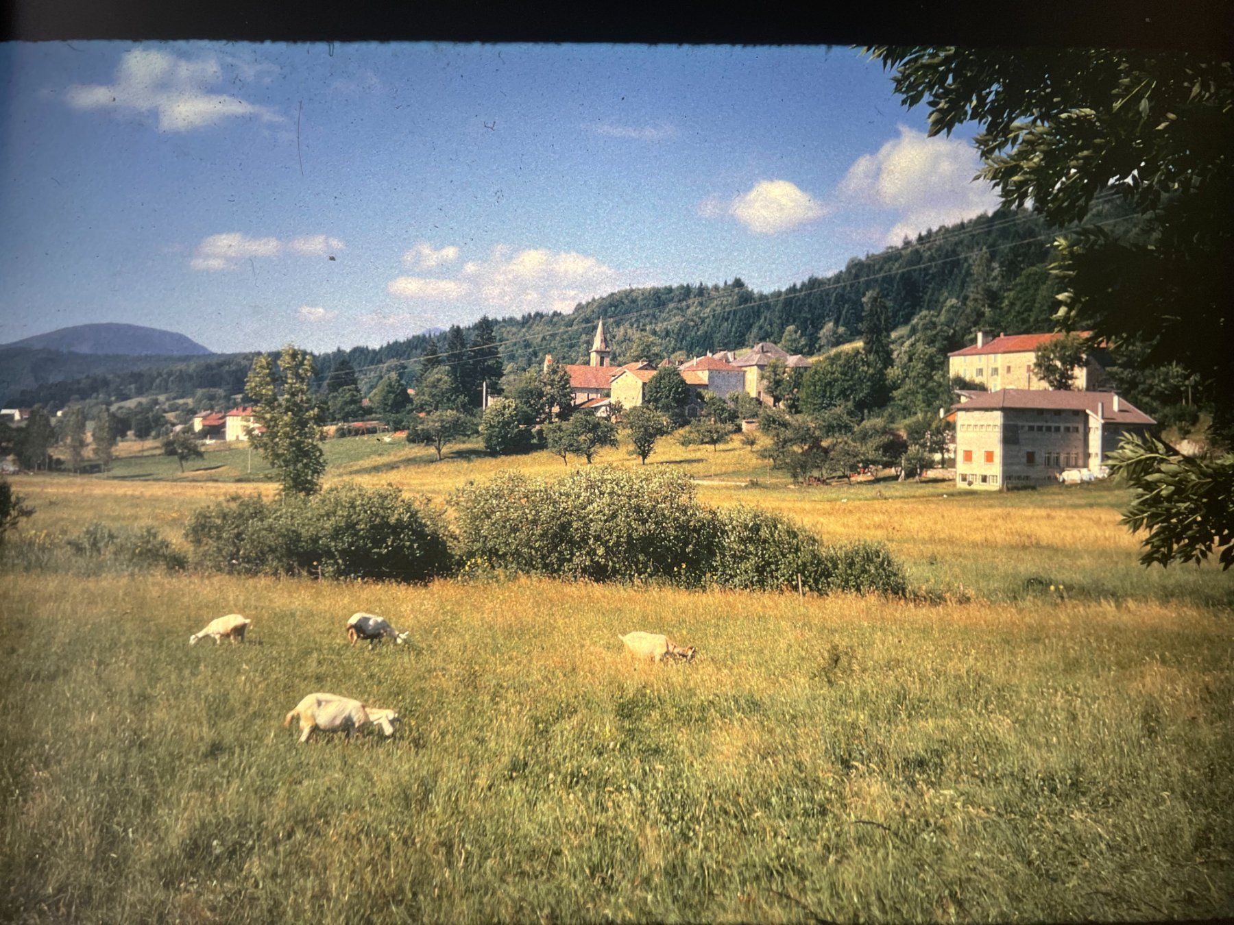Foto & Immagini: Diapositives Vercors 1974 – Usato da Petit Lancy venduto da gil_hr6v 1