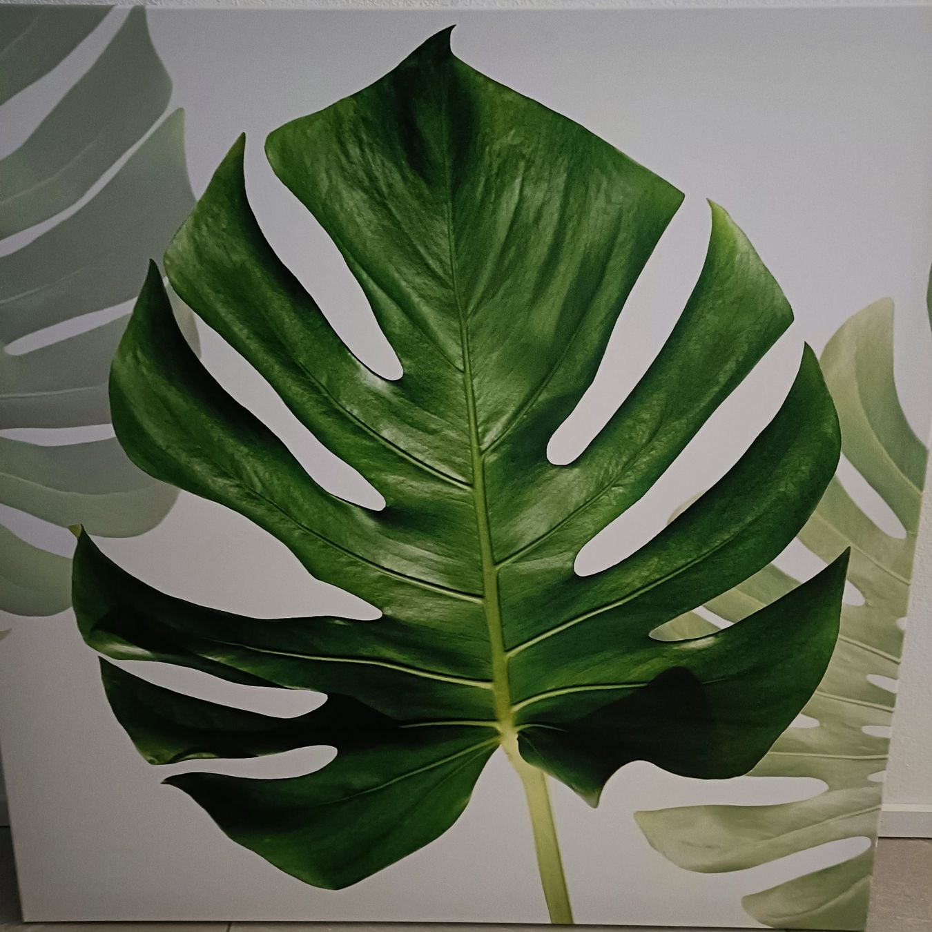 Foto & Immagini: Grosses Bild Monstera Blatt – Usato da Attelwil venduto da mike2882 1