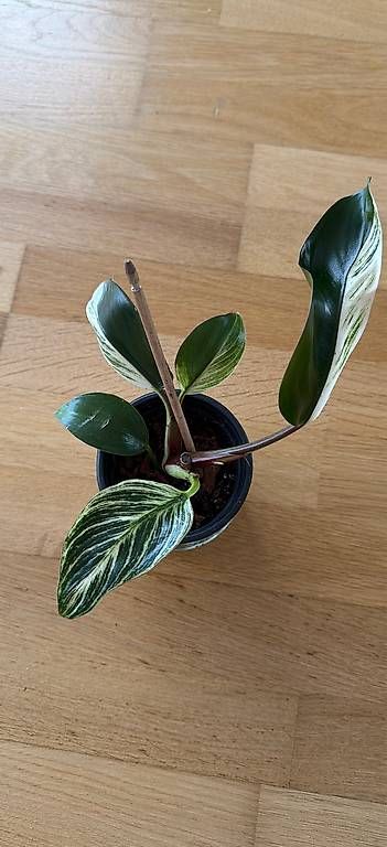 Piante & sementi: Philodendron birkin rare – Usato da Spiez venduto da Lunelu
