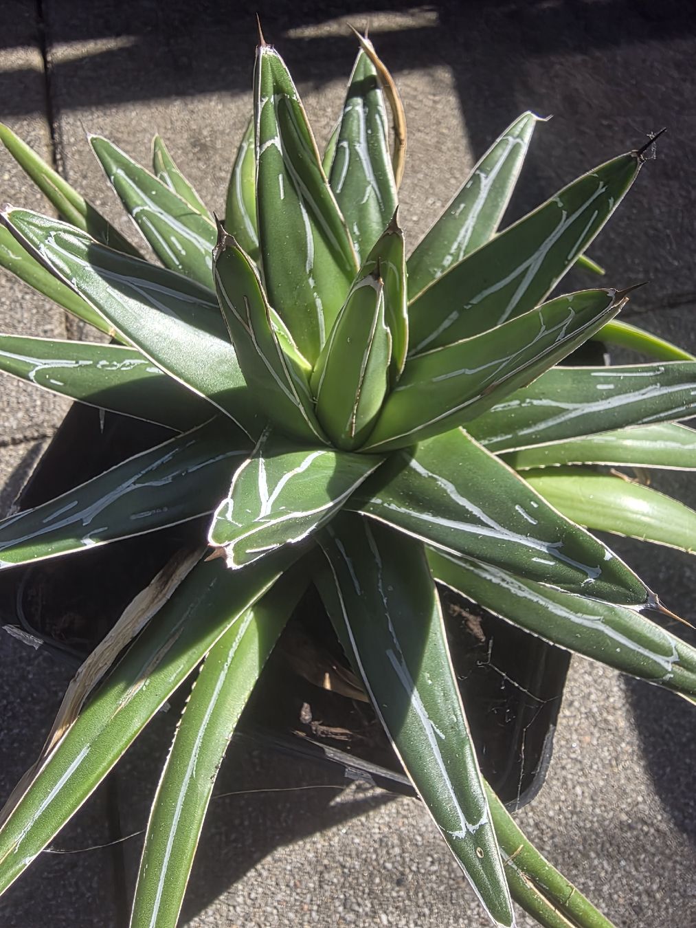 Piante & sementi: Agave victoria reginae 25cm – Usato da Basel venduto da AJacks