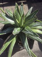 Agave victoria reginae 25cm