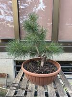 Pinus Sylvestris Rohmaterial Bonsai