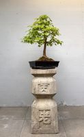 Acer buergerianum Bonsai 50+ Jahre | 72 cm