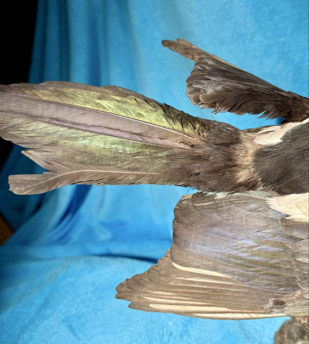 Il mondo degli animali: ELSTER Vogelpräparat – Usato da Bern venduto da felberunderground 4