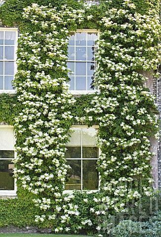 Piante & sementi: Hortensia grimpant 4 PLANTS – Nuovo (secondo la descrizione) da Bremblens venduto da FIBONACCI369 1