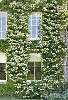 Hortensia grimpant 2 PLANTS