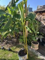 Bananenpflanze  ca 155cm hoch