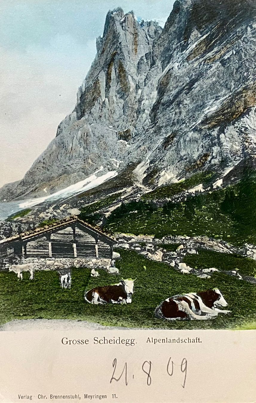 Ansichtskarten: 1909 Grosse Scheidegg Alpenlandschaft mit Kühen – Gebraucht aus Root von ENGLAND-TREASURES 1