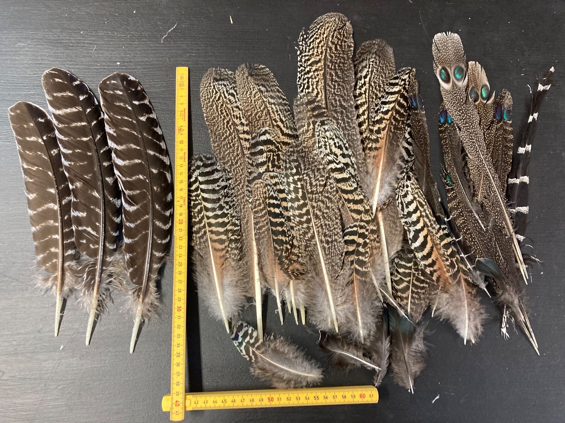Welt der Tiere: Diverse Federn – Gebraucht aus Grosswangen von arum01