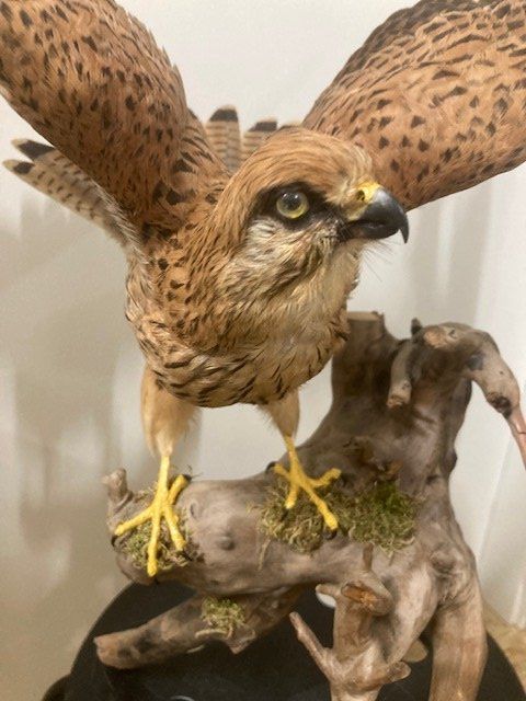 Welt der Tiere: Turmfalke – Gebraucht aus Pfaffnau von Yoka0 3