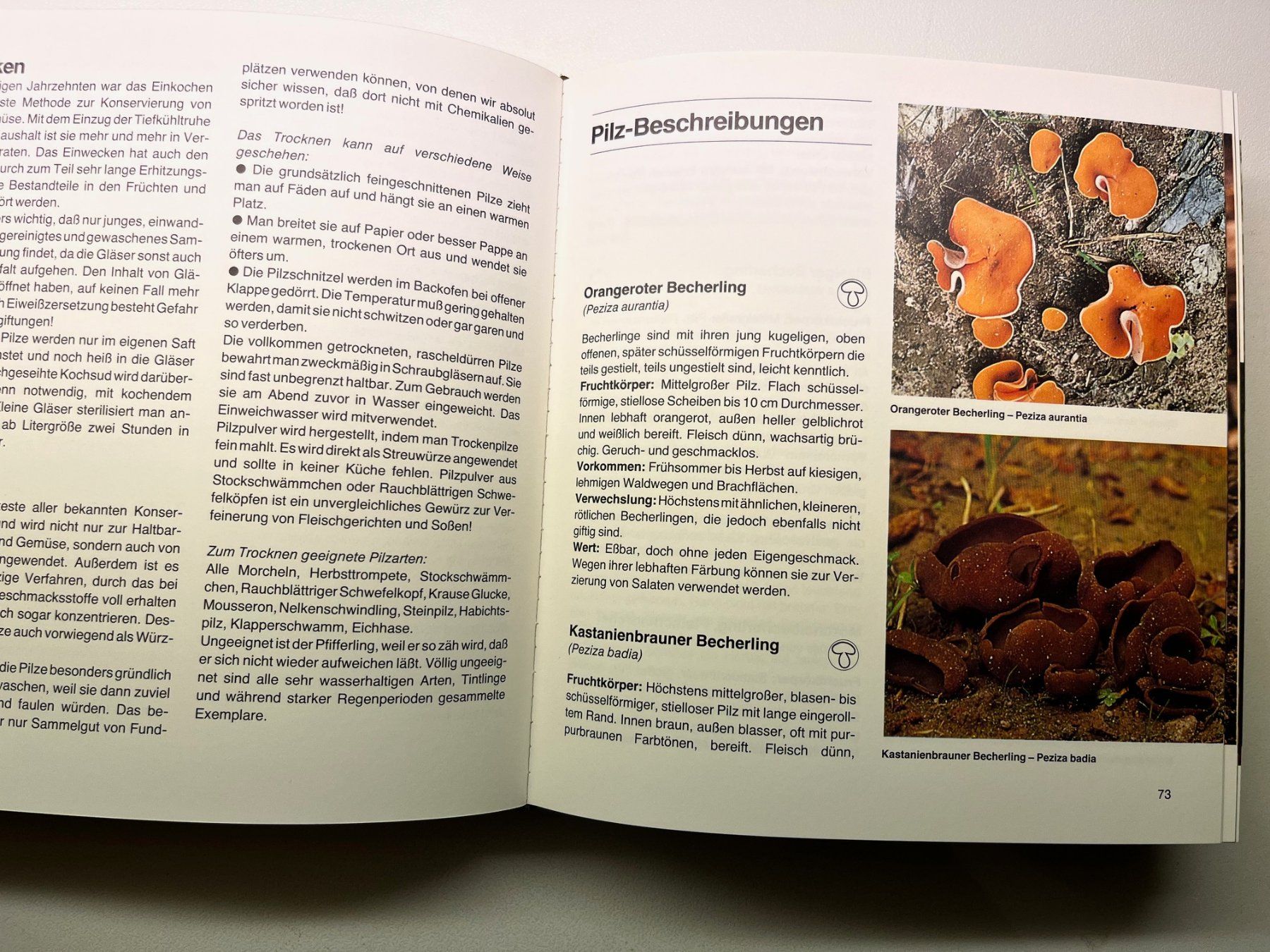 Libri: Pilze von Martin Knoop – Usato da Laufen venduto da Nuria44 4