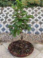 Bonsai Kirsche im flachen Unterteller