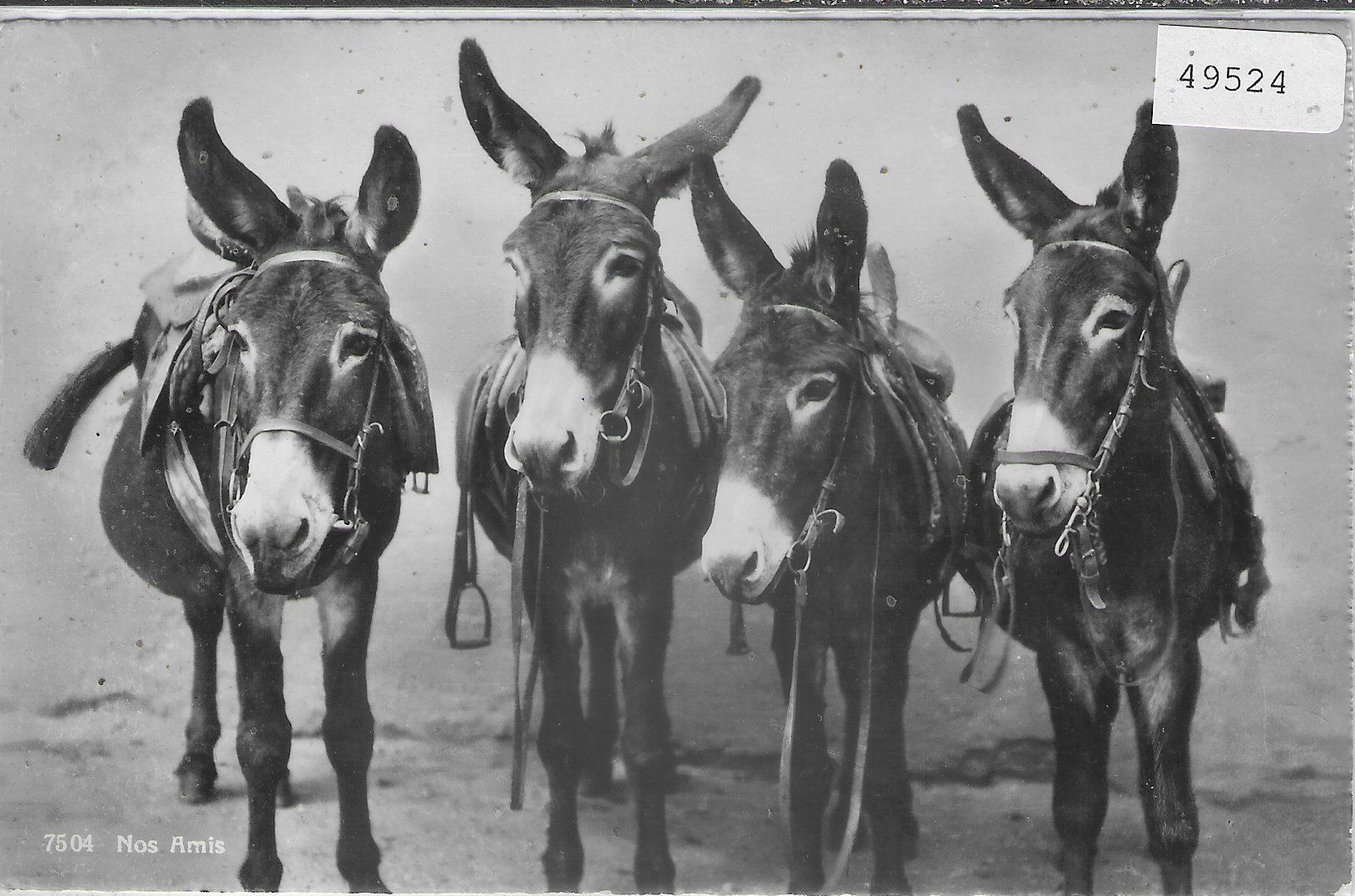 Cartoline postali: Nos Amis - Vier Esel – Usato da Ettingen venduto da Kartenplanet