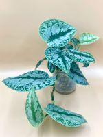 Scindapsus pictus ‘Exotica’