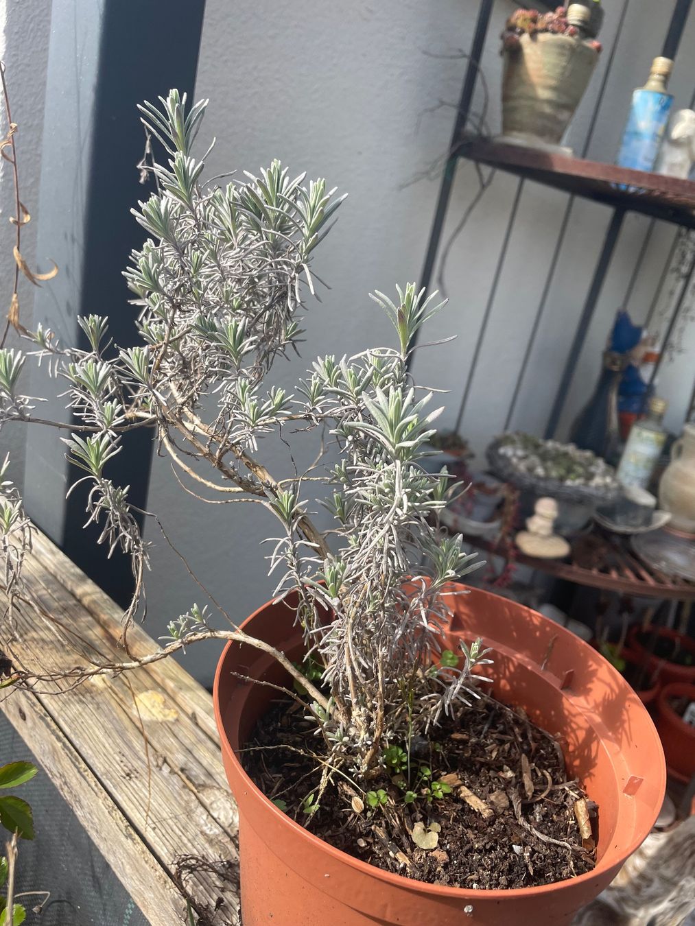 Piante & sementi: Lavandula Angustifolia - LAVENDEL – Nuovo (secondo la descrizione) da Buchs AG venduto da fischli610 3