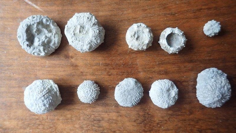 Fossilien: kleine Fossilien Sammlung – Gebraucht aus Rickenbach BL von Oktober68 2