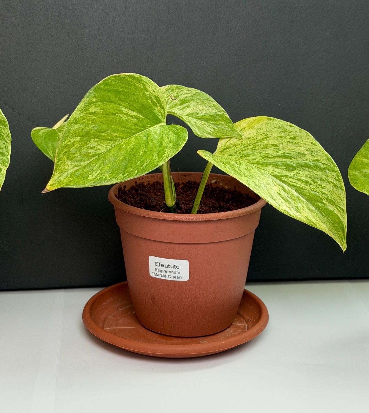 Piante & sementi: gefleckte Efeutute (Epipremnum)"Marbel Queen" – Nuovo (secondo la descrizione) da Auenstein venduto da EW89 5