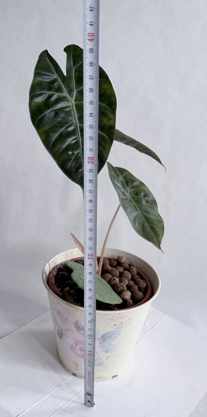 Piante & sementi: Alocasia*Pink Dragon***** – Nuovo (secondo la descrizione) da Dübendorf venduto da Orchid18 2