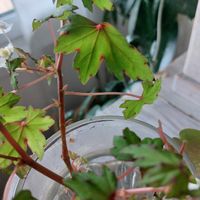 Begonia Ableger, selten. Blatt m pink Rand, Blüten weiss