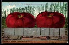 Zwei riesige Tomaten werden mit dem Güt