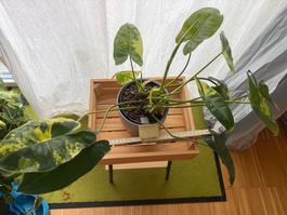 Philodendron Burle Marx variegata 1