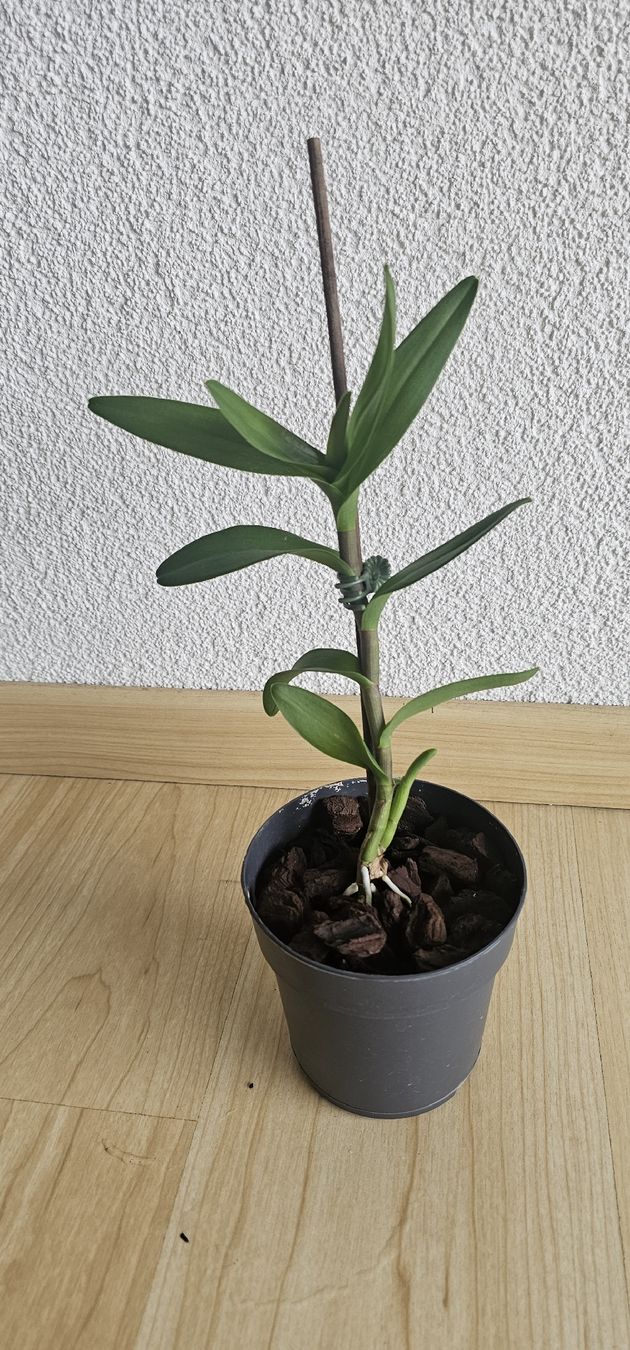 Piante & sementi: Orchidee Epidendrum Hybride – Usato da Jona venduto da Smurnaya