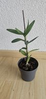Orchidee Epidendrum Hybride