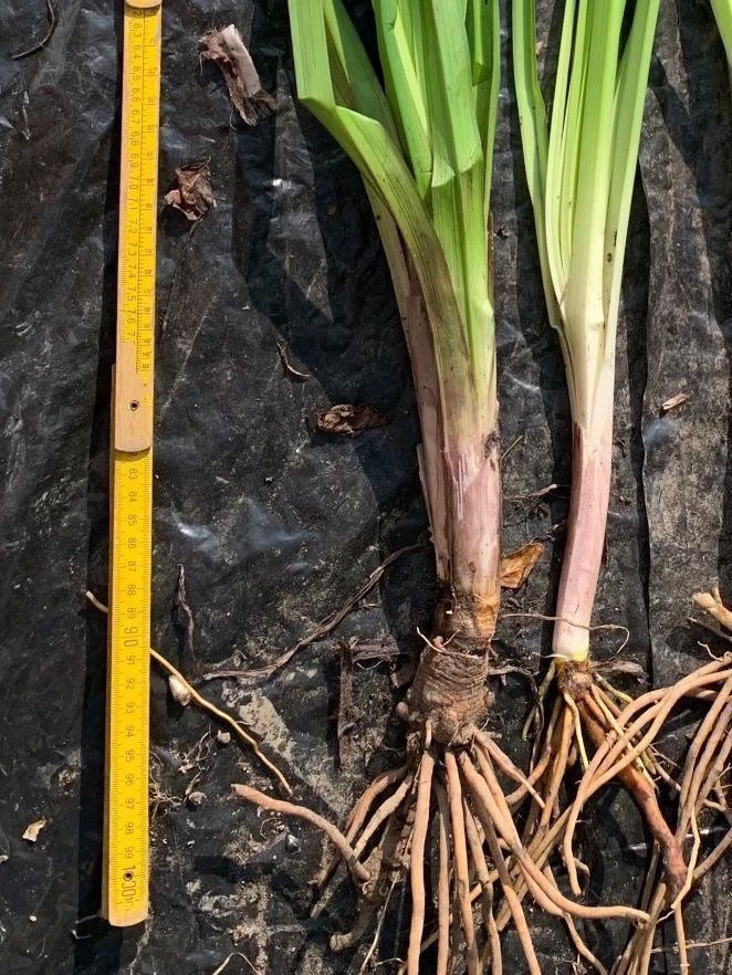 Piante & sementi: 1 Fackellilie winterhart hitzebeständig Gartenpflanze – Nuovo (secondo la descrizione) da Auenstein venduto da mar_8mxd 2