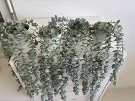 4x Künstliche Pflanzen Eukalyptus Hängepflanze 4er Set Neu