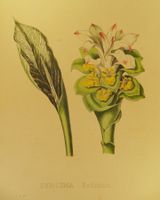 CURCUMA ZEDOARIA, LITHOGRAPHIE UM 1880