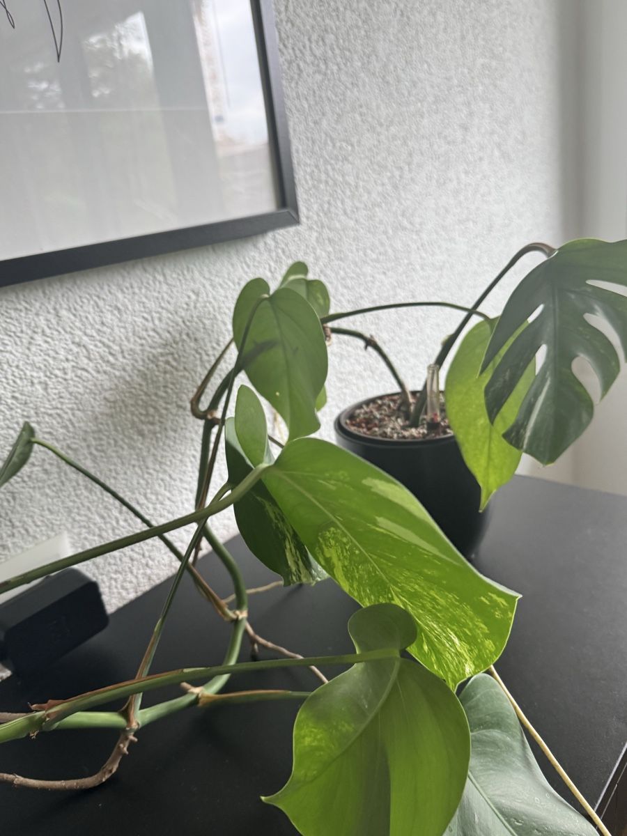 Piante & sementi: Monstera – Usato da Worblaufen venduto da mar_tfk8 1