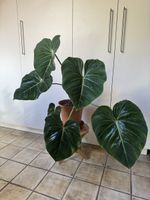 Philodendron Gloriosum 
