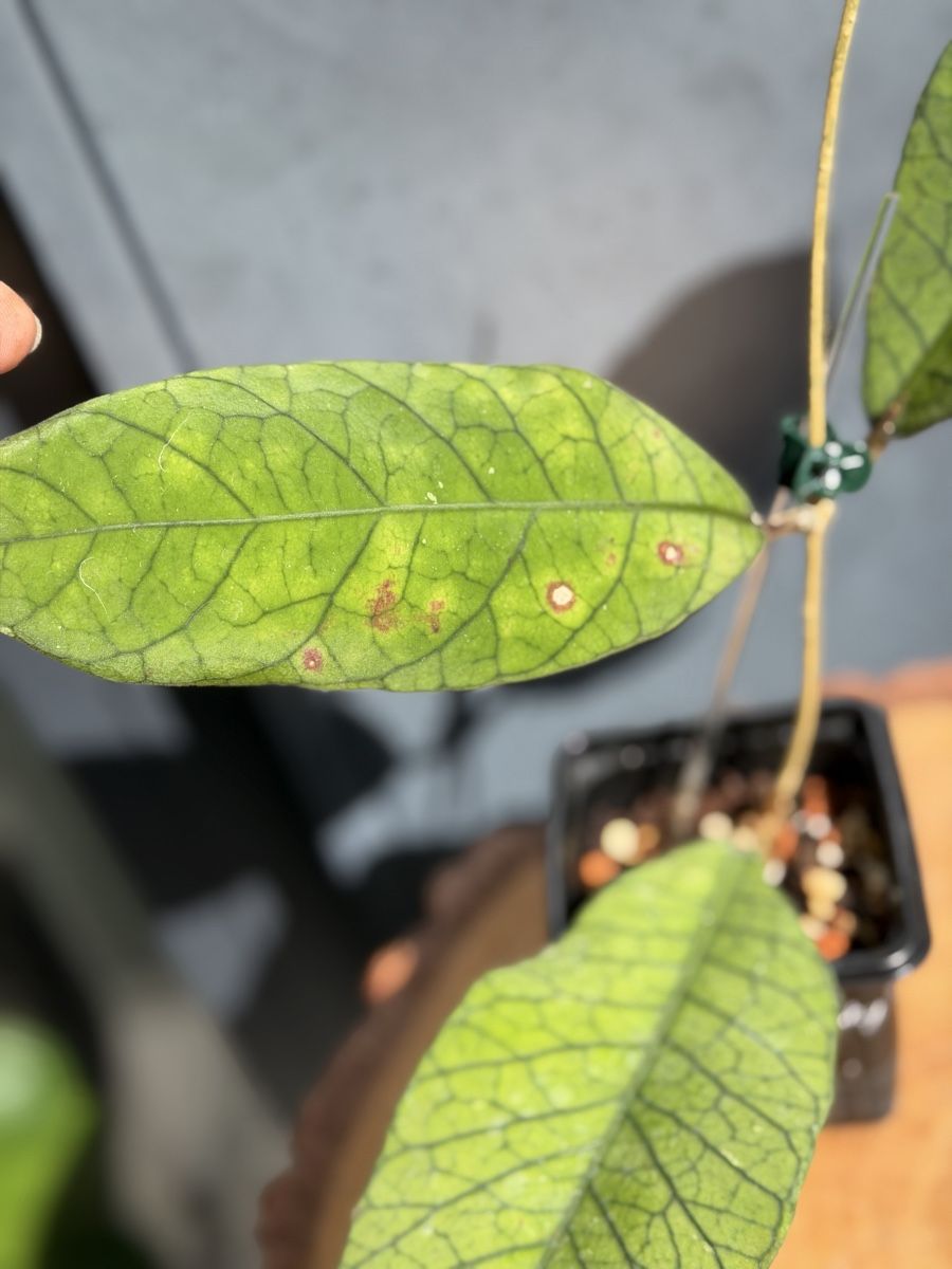 Piante & sementi: Hoya callistophylla – Nuovo (secondo la descrizione) da Buchrain venduto da Stetoscop 1