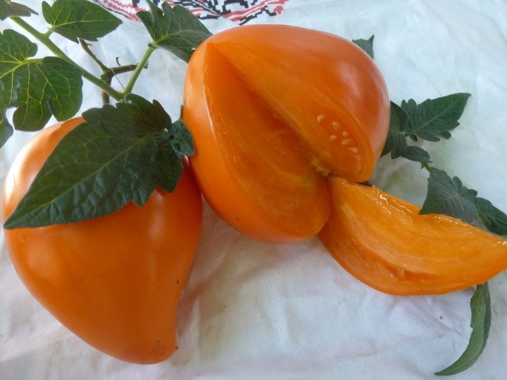 Piante & sementi: 50 Samen GERMAN ORANGE Strawberry Tomate – Nuovo (secondo la descrizione) da Ehrendingen venduto da VerveinaSamen 2
