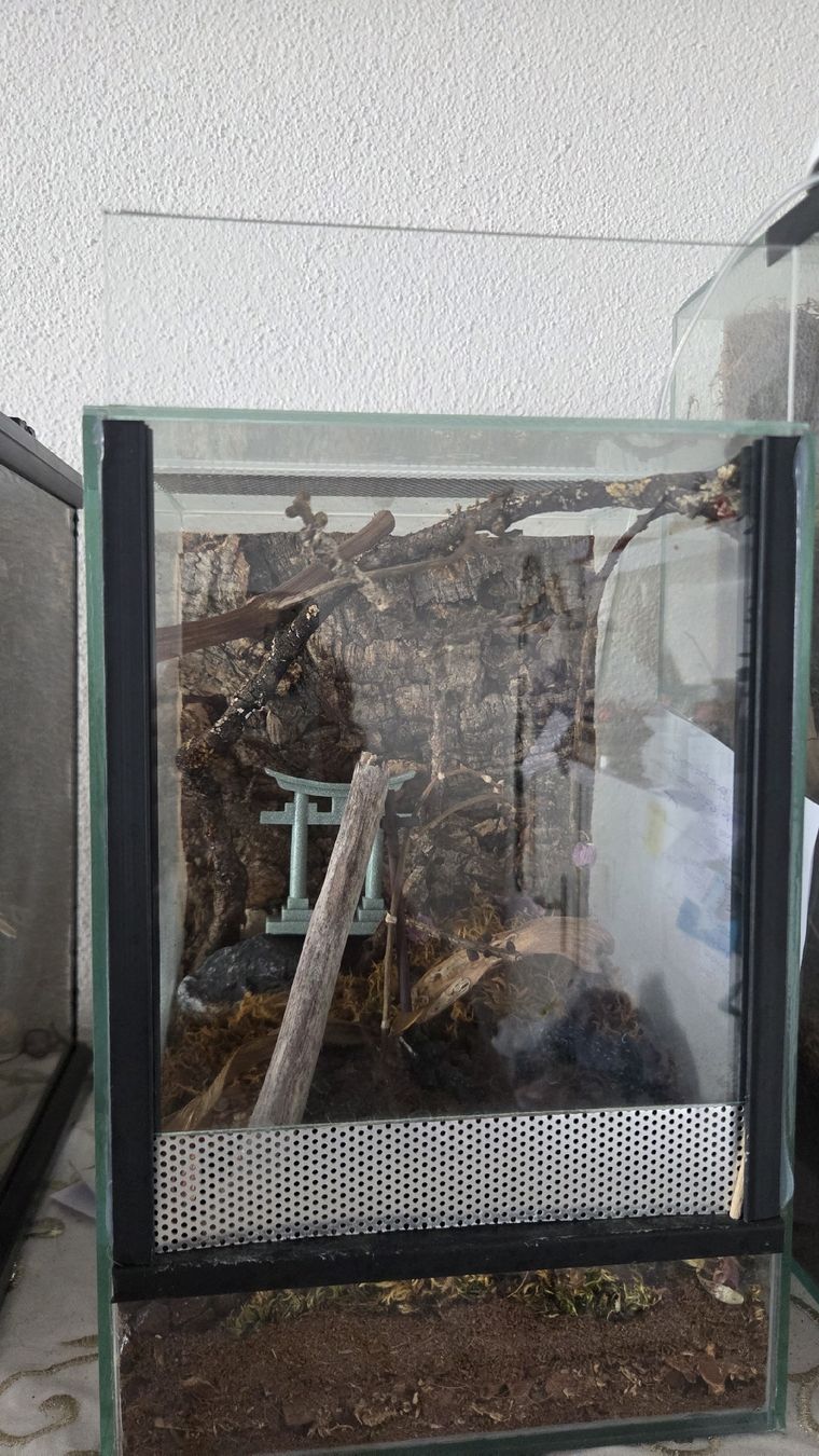 Terrarium: terrarium 20x20x30 – Gebraucht aus Wollerau von flitzi88