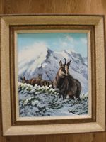 Chamois dans la neige
