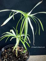 Cyperus Alternifolius Albo Variegata - ganz edle Rarität