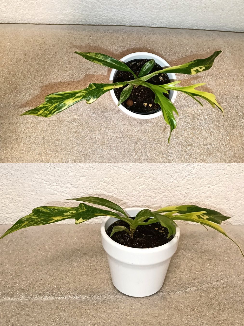 Pflanzen & Samen: Philodendron Tortum Variegata – Neu (gemäss Beschreibung) aus schöftland von UniquePlants